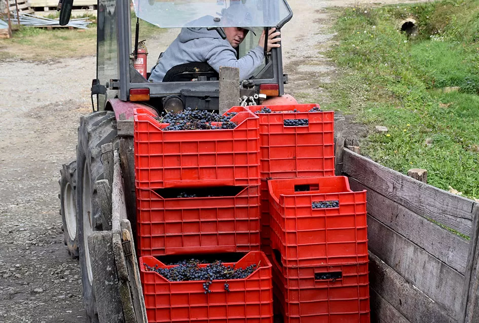 Berba s okusom tradicije: Matić i Škoro pripremaju poluslatki cabernet sauvignon u Mitrovcu