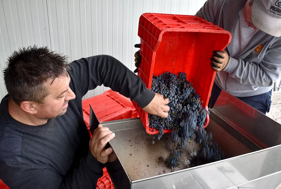 Berba s okusom tradicije: Matić i Škoro pripremaju poluslatki cabernet sauvignon u Mitrovcu