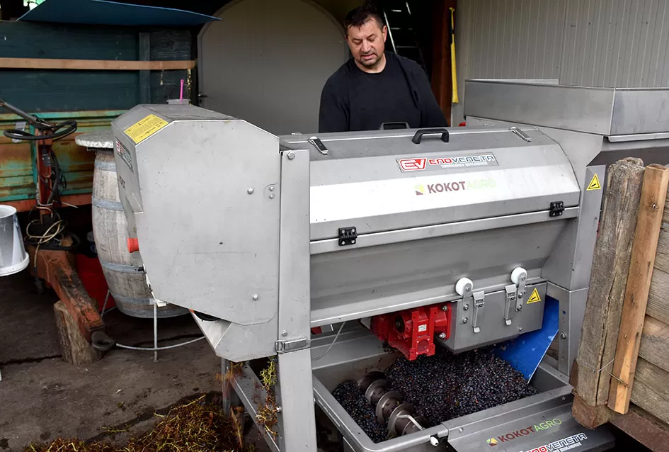 Berba s okusom tradicije: Matić i Škoro pripremaju poluslatki cabernet sauvignon u Mitrovcu