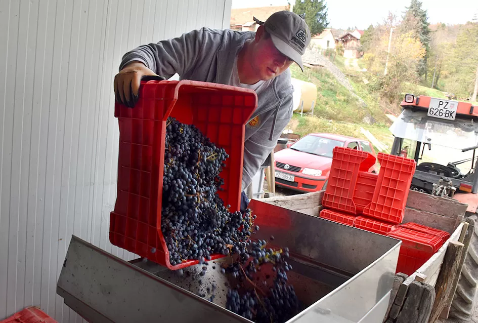 Berba s okusom tradicije: Matić i Škoro pripremaju poluslatki cabernet sauvignon u Mitrovcu