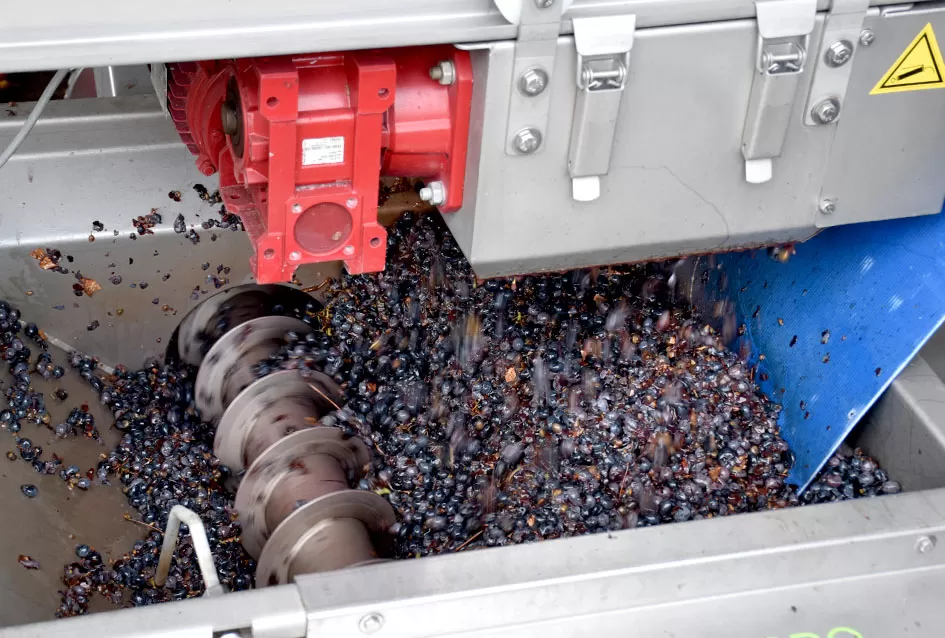 Berba s okusom tradicije: Matić i Škoro pripremaju poluslatki cabernet sauvignon u Mitrovcu