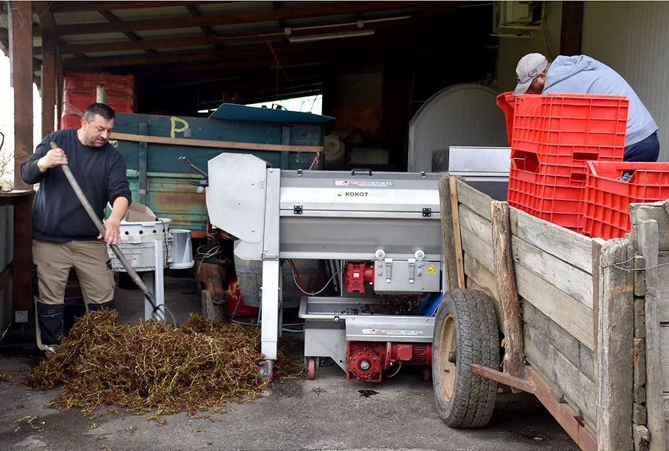 Berba s okusom tradicije: Matić i Škoro pripremaju poluslatki cabernet sauvignon u Mitrovcu