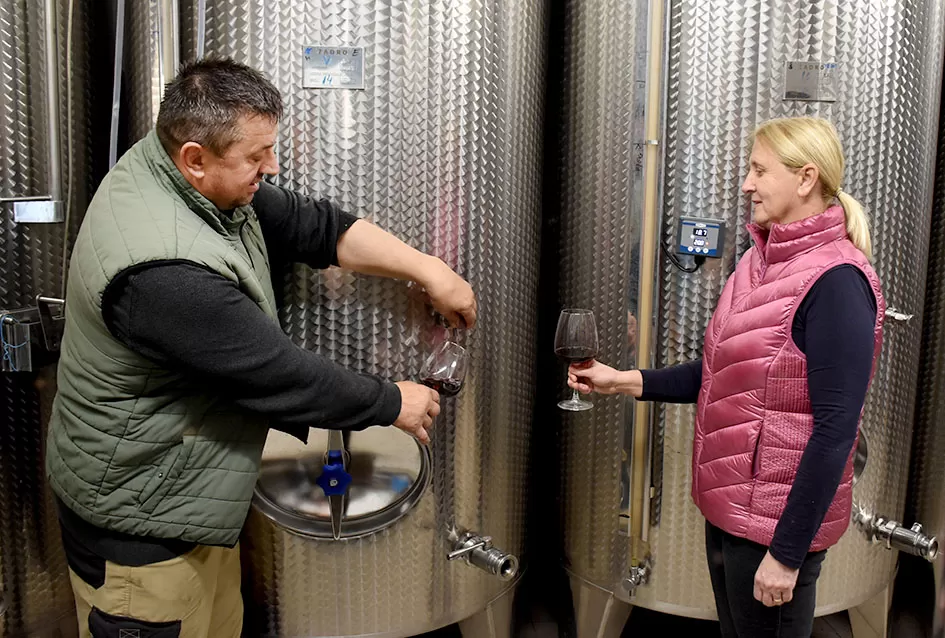 Berba s okusom tradicije: Matić i Škoro pripremaju poluslatki cabernet sauvignon u Mitrovcu
