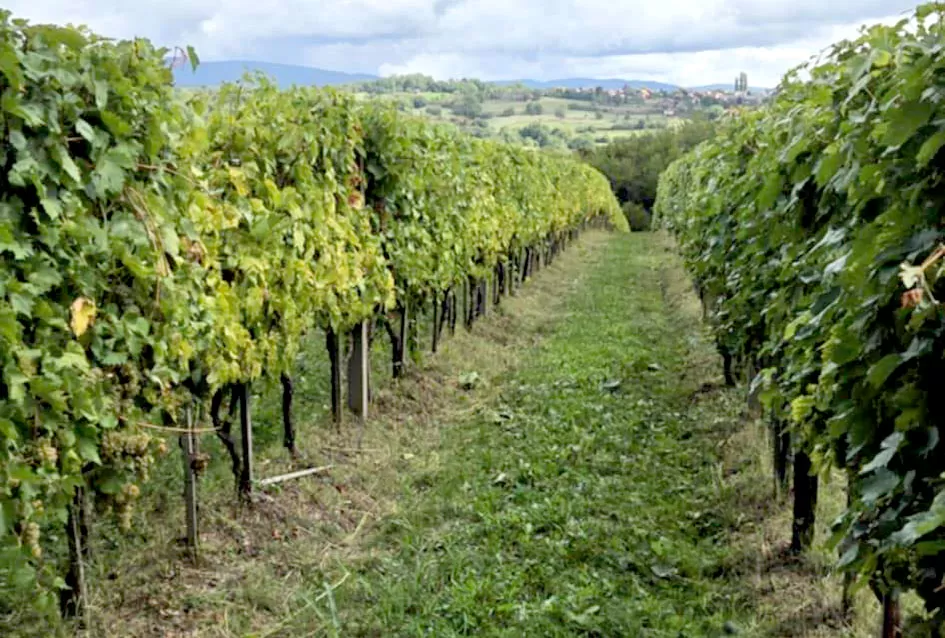 Obiteljska tradicija i suvremeni pristup: Marko Tomić, mladi vinogradar iz Biškupaca, gradi svoju vinsku priču na temeljima oca Ivice