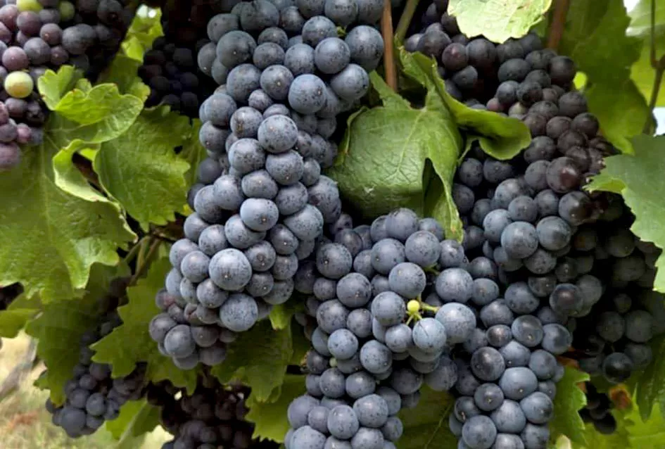 Obiteljska tradicija i suvremeni pristup: Marko Tomić, mladi vinogradar iz Biškupaca, gradi svoju vinsku priču na temeljima oca Ivice