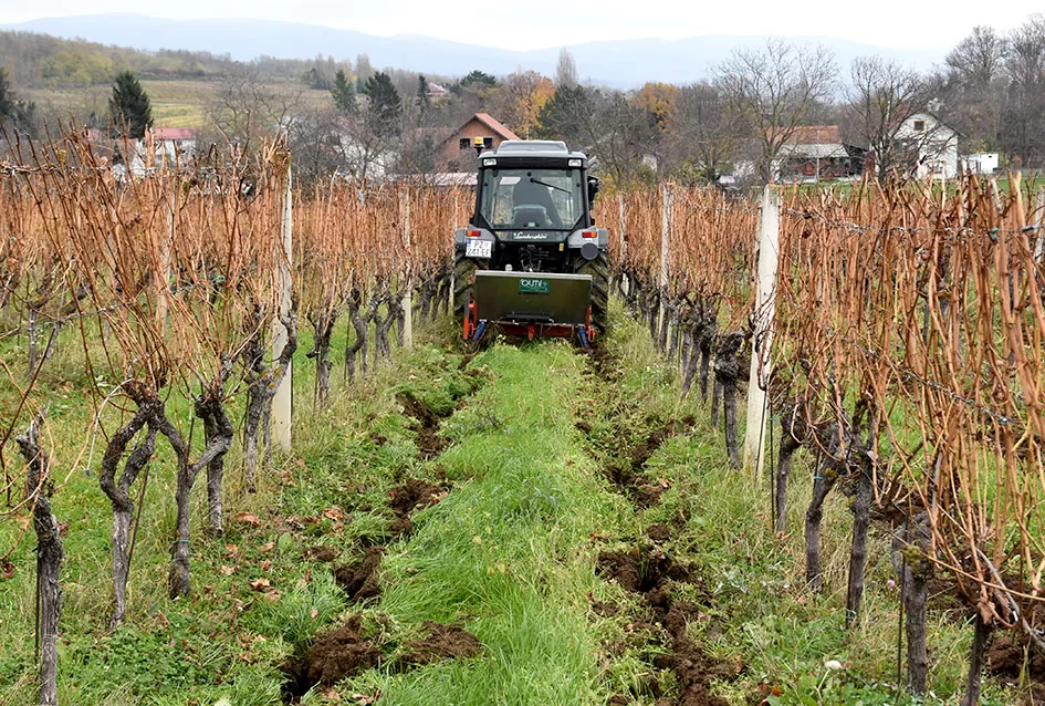 Obiteljska tradicija i suvremeni pristup: Marko Tomić, mladi vinogradar iz Biškupaca, gradi svoju vinsku priču na temeljima oca Ivice