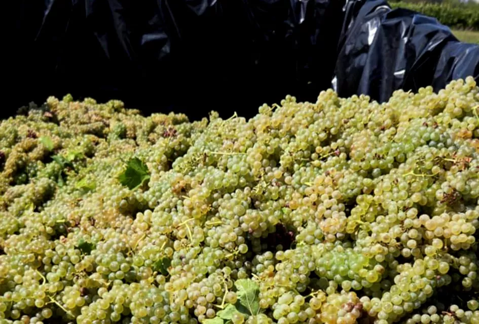 Obiteljska tradicija i suvremeni pristup: Marko Tomić, mladi vinogradar iz Biškupaca, gradi svoju vinsku priču na temeljima oca Ivice