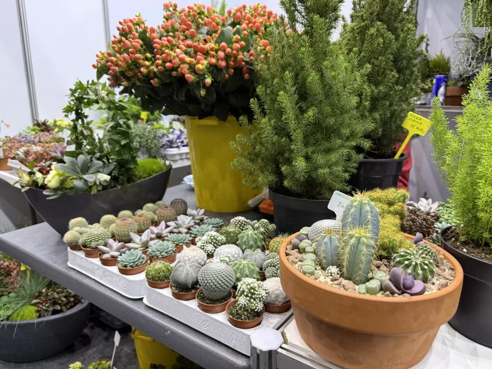 [FOTO] Otvoren 28. Katarinski sajam na Vijušu – Slavonski Brod ponovo središte obrtništva i tradicije