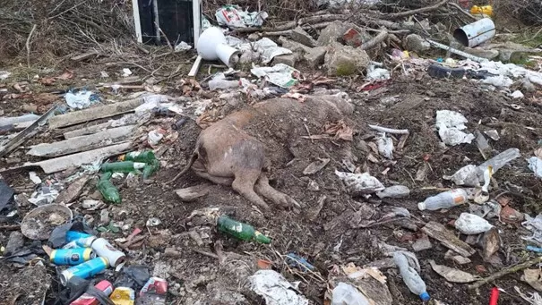 (FOTO) Od problema do primjera: Kako je briga o okolišu postala zajednička odgovornost