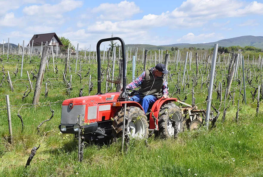 Vino s dušom Papuka: Obitelj Ostojić i njihova priča o graševini, rizlingu i merlotu