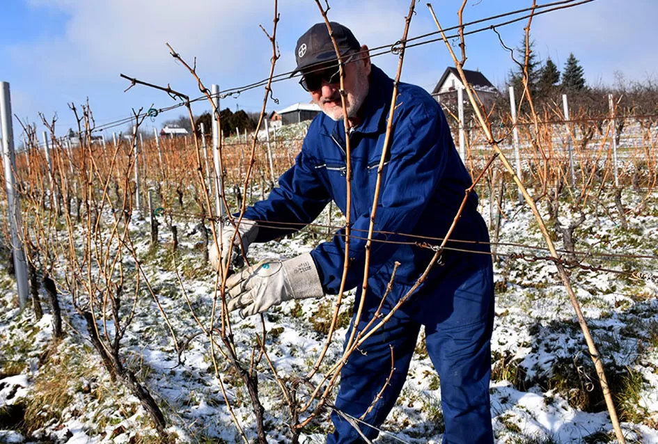 Vino s dušom Papuka: Obitelj Ostojić i njihova priča o graševini, rizlingu i merlotu