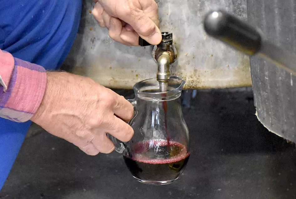 Vino s dušom Papuka: Obitelj Ostojić i njihova priča o graševini, rizlingu i merlotu