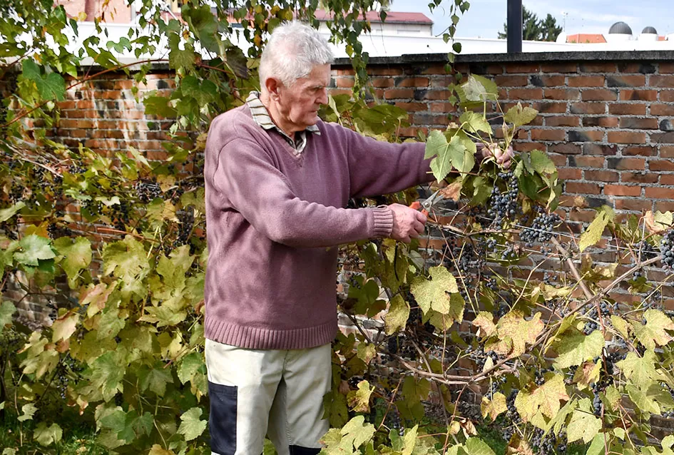 Psunjska praloza: Tajna srednjevjekovnog benediktinskog vina s Rudine
