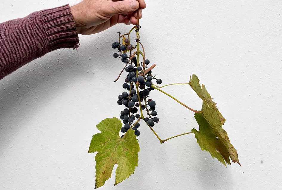 Psunjska praloza: Tajna srednjevjekovnog benediktinskog vina s Rudine