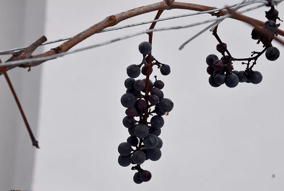 Psunjska praloza: Tajna srednjevjekovnog benediktinskog vina s Rudine