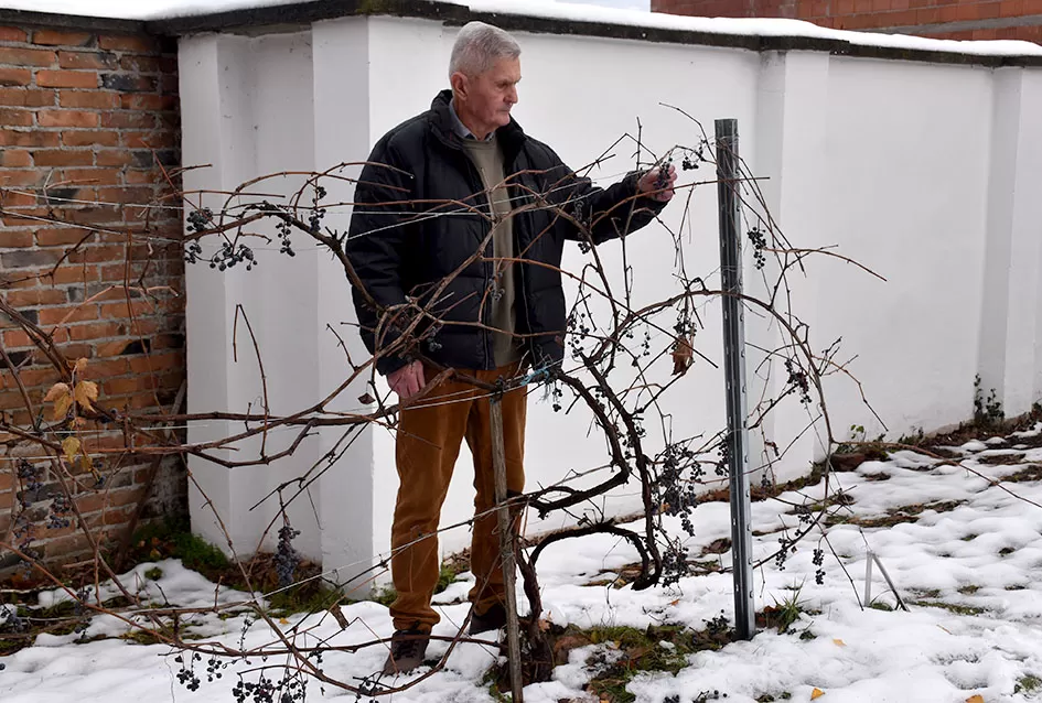 Psunjska praloza: Tajna srednjevjekovnog benediktinskog vina s Rudine