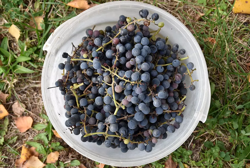 Psunjska praloza: Tajna srednjevjekovnog benediktinskog vina s Rudine