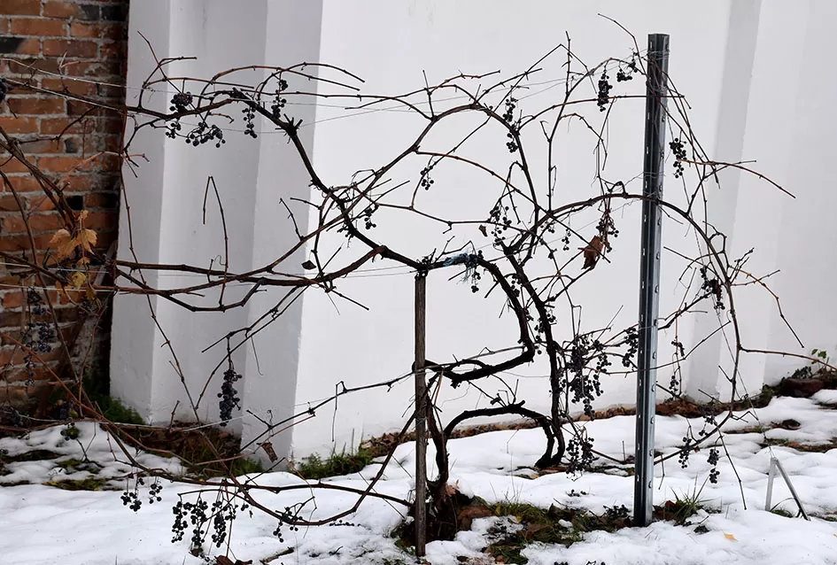 Psunjska praloza: Tajna srednjevjekovnog benediktinskog vina s Rudine