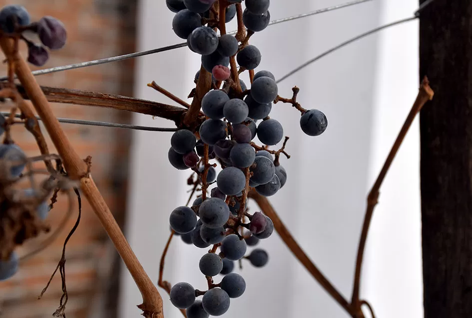 Psunjska praloza: Tajna srednjevjekovnog benediktinskog vina s Rudine