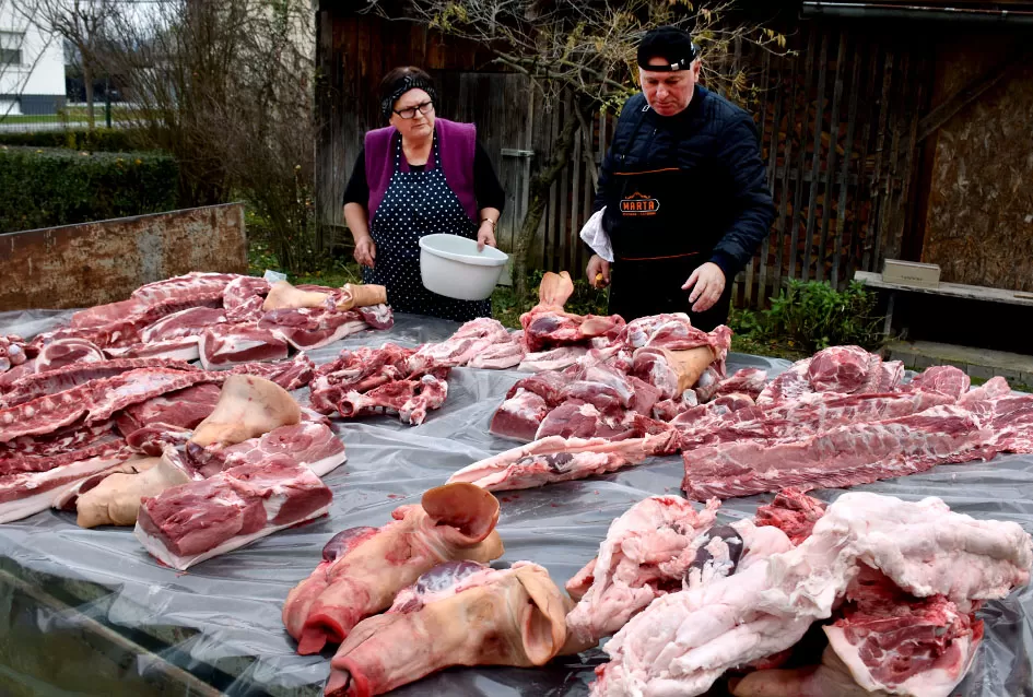 Požega.eu | Slavonska tradicija živi u Alilovcima: Kolinje okupilo obitelj Ciganović