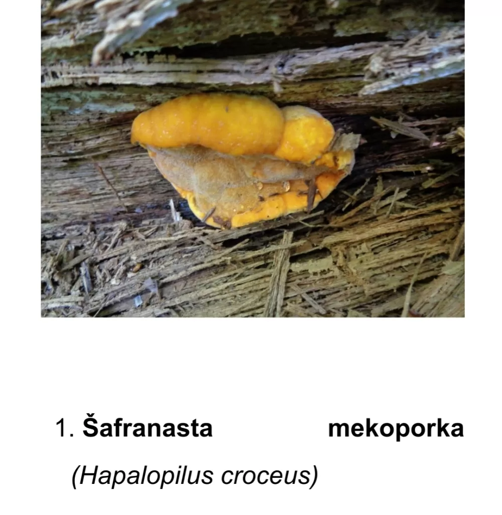 Prirodna bogatstva nisu neograničena! Iz Nature Slavonica pozivaju na obzir, savjesnost i oprez u prirodi