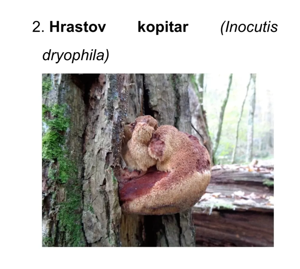 Prirodna bogatstva nisu neograničena! Iz Nature Slavonica pozivaju na obzir, savjesnost i oprez u prirodi