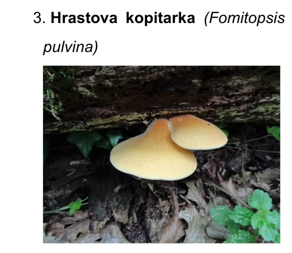 Prirodna bogatstva nisu neograničena! Iz Nature Slavonica pozivaju na obzir, savjesnost i oprez u prirodi