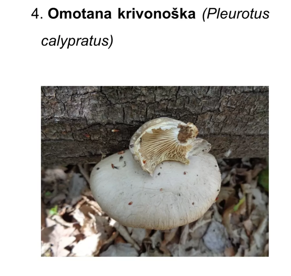 Prirodna bogatstva nisu neograničena! Iz Nature Slavonica pozivaju na obzir, savjesnost i oprez u prirodi