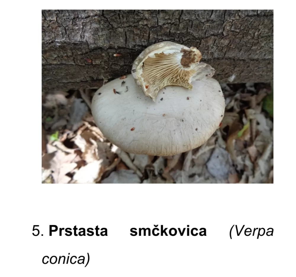Prirodna bogatstva nisu neograničena! Iz Nature Slavonica pozivaju na obzir, savjesnost i oprez u prirodi