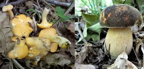 SB Online | Ako ste ih na vrijeme sakupili, sada se isplati: Dva recepta za savršeno pripremanje gljiva!