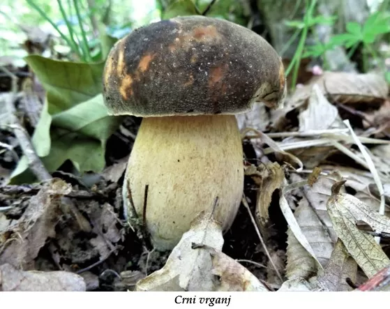 Ako ste ih na vrijeme sakupili, sada se isplati: Dva recepta za savršeno pripremanje gljiva!