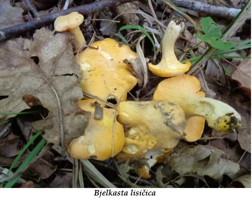 Ako ste ih na vrijeme sakupili, sada se isplati: Dva recepta za savršeno pripremanje gljiva!