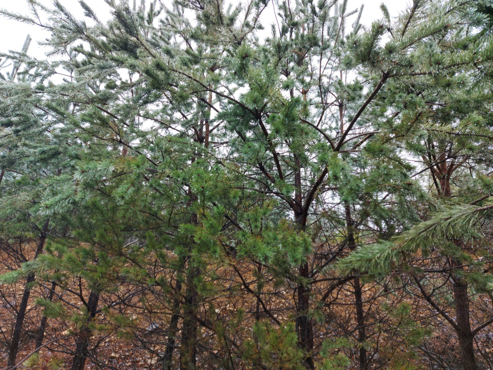 Planinari Sokolovca sudjelovali na Međunarodnom danu planina