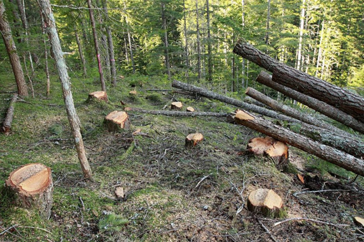 Požega.eu | Skupo grijanje: Krađa stabala ga koštala kaznene prijave