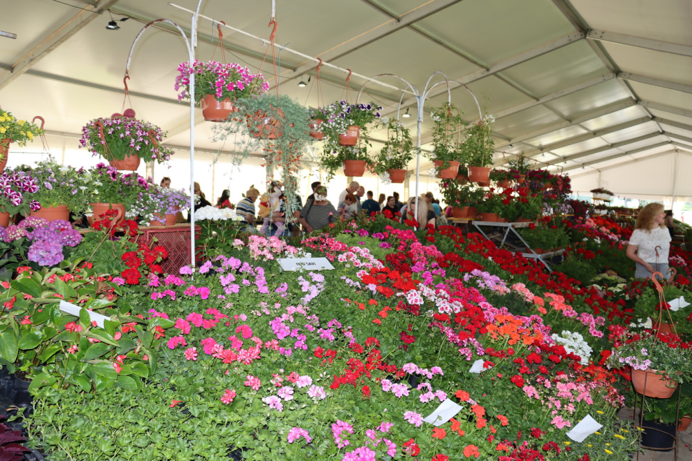 SB Online | Poznat datum održavanja 16. sajma cvijeća „Florafest“