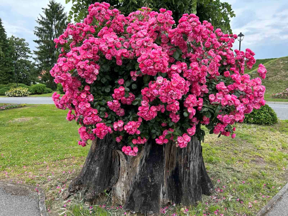 SB Online | Ovoga vikenda održat će se 16. sajam cvijeća Florafest