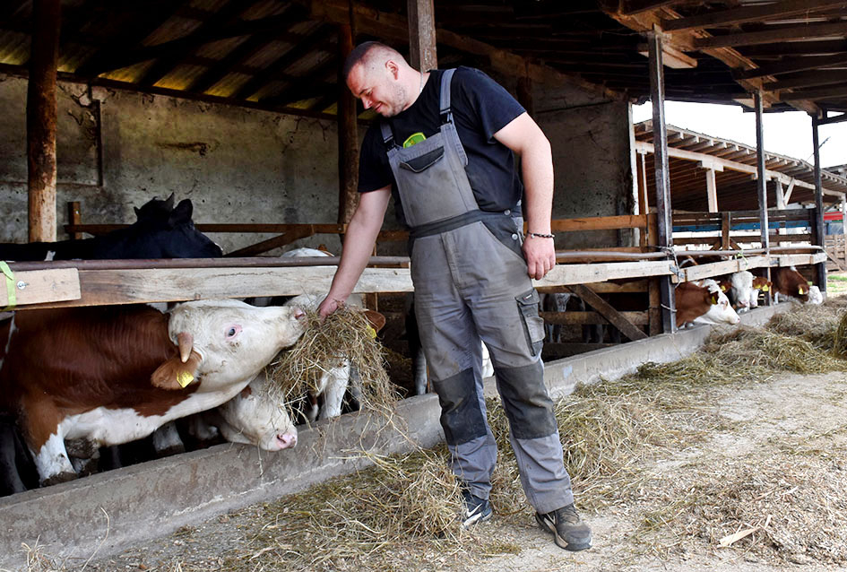 Požega.eu | [FOTO] Sa proizvodnje mlijeka prešli na tov junadi