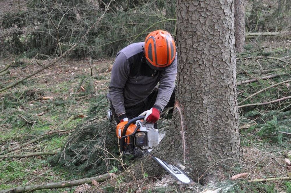 Požega.eu | Teško ozlijeđen 21-godišnjak kod Čaglina prilikom rušenja stabla
