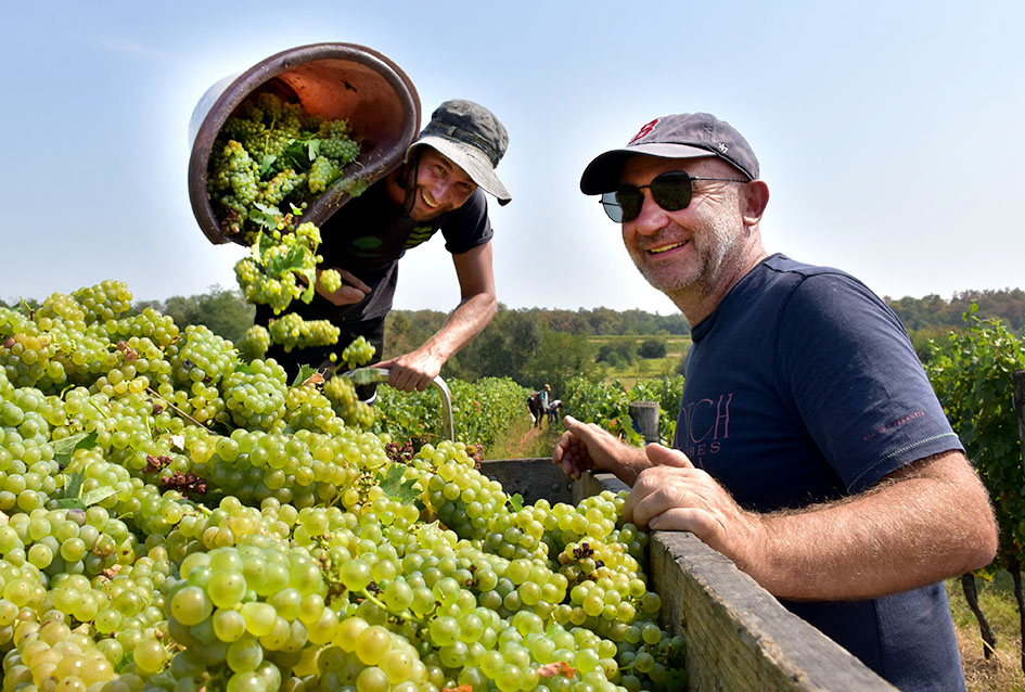 Požega.eu | OKONČANA BERBA U VINOGRADARSTVU I VINARSTVU ADŽIĆ IZ KUTJEVA: Kultiviranjem tla osigurali dobru berbu