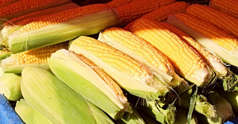 SB Online | Evo kako ispeći klip kukuruza na tavi