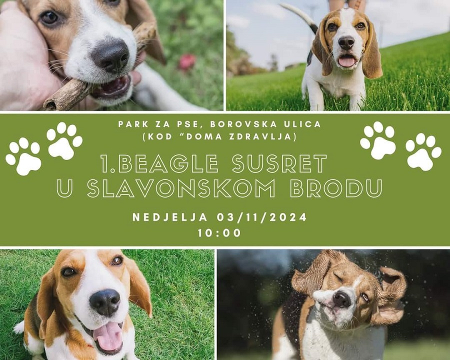 SB Online | Prvi Beagle susreti u Slavonskom Brodu