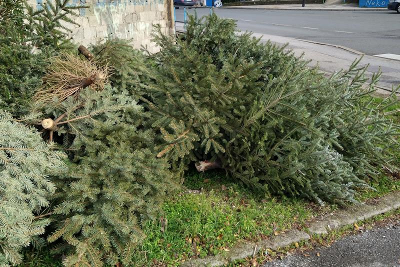 SB Online | Raspored prikupljanja i odvoz božićnih drvaca