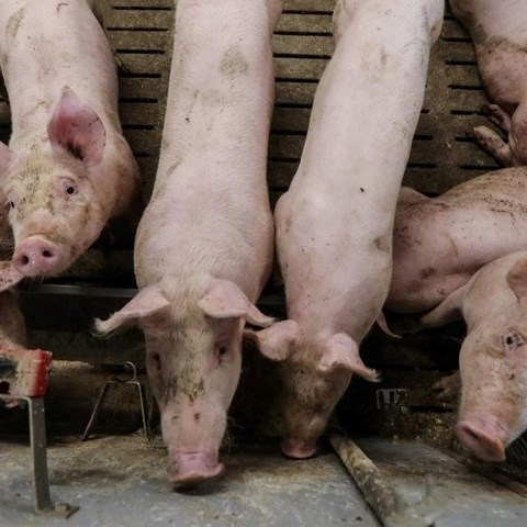 SB Online | Ministarstvo poljoprivrede potvrdilo slučaj afričke svinjske kuge u Slavoniji 
