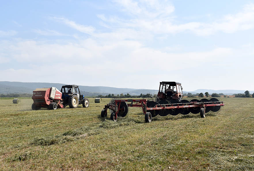 Požega.eu | Stočarska proizvodnja poznatog vinara Ive Enjingija iz Hrnjevca: Priprema sijena za zimsku prehranu goveda /FOTO/