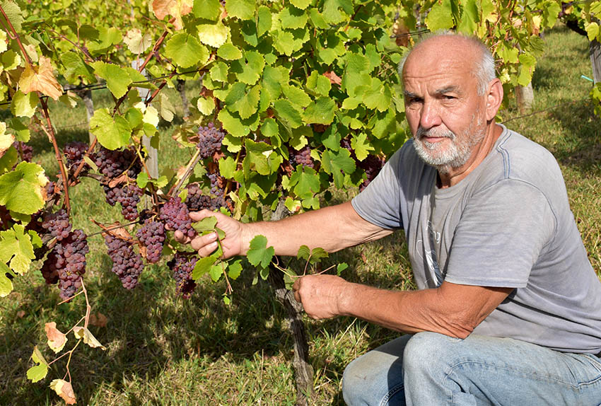 Požega.eu | POŽEŽANIN ANTE MILIČEVIĆ ZAVRŠIO BERBU VINOGRADA U MITROVCU: Traminac mirisavi koji je sam sebi dovoljan [FOTO]