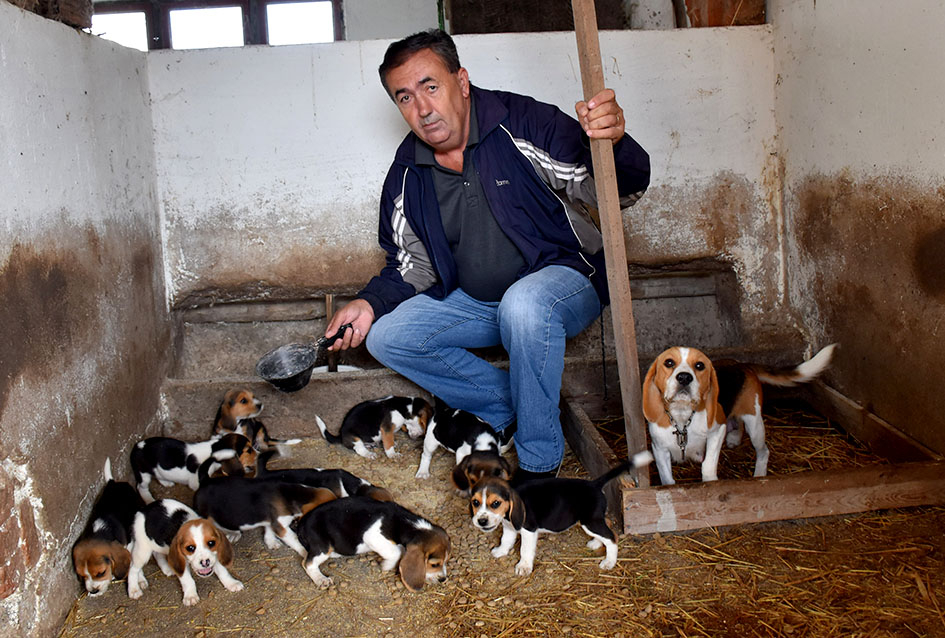 Požega.eu | Tomislav Bušić iz Pleternice uzgajivač Bigla, najpopularnijeg engleskog psa /FOTO/ 