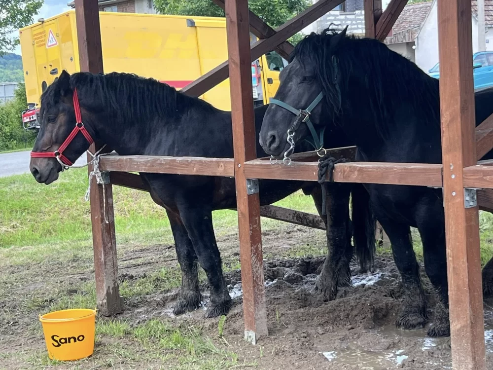 U Brodskom Stupniku održana Županijska izložba hrvatskog hladnokrvnjaka