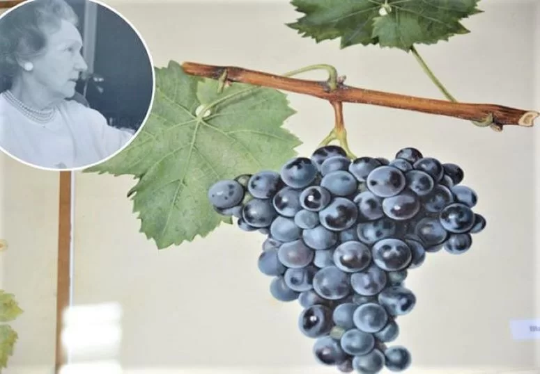 U LIPNJU JE U KUTJEVU ROĐEN: Zdenko Turković-istaknuti hrvatski vinogradarski stručnjak 