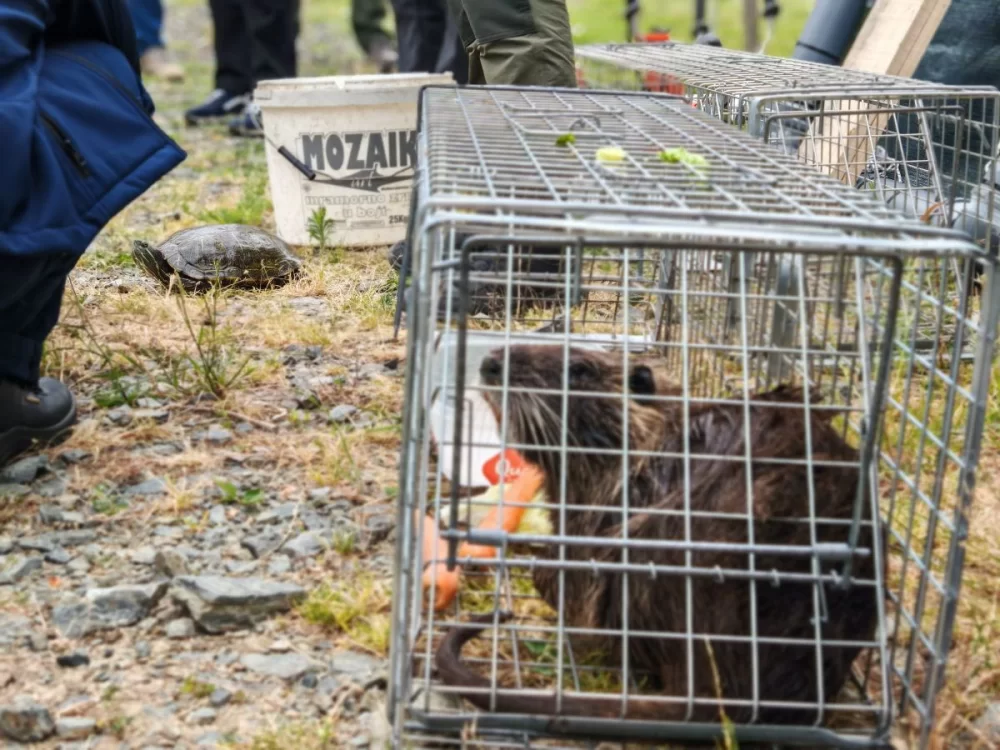 Natura Slavonica provodi projekt s ciljem smanjenja negativnog utjecaja triju invazivnih vrsta na bioraznolikost zaštićenih područja