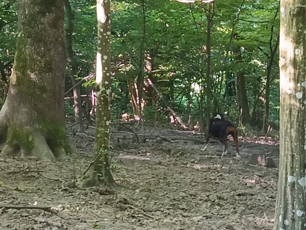 Pobjednici utakmice pasa u gateru su iz brodskog kraja